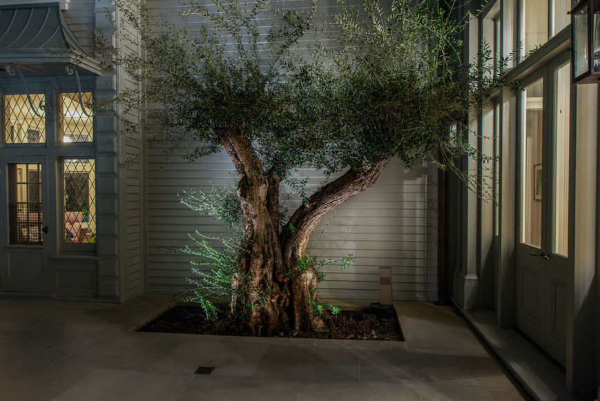 An olive tree with a thick trunk and spreading branches is planted in a small soil patch, surrounded by tiled flooring and white paneled walls, with evening lighting.
