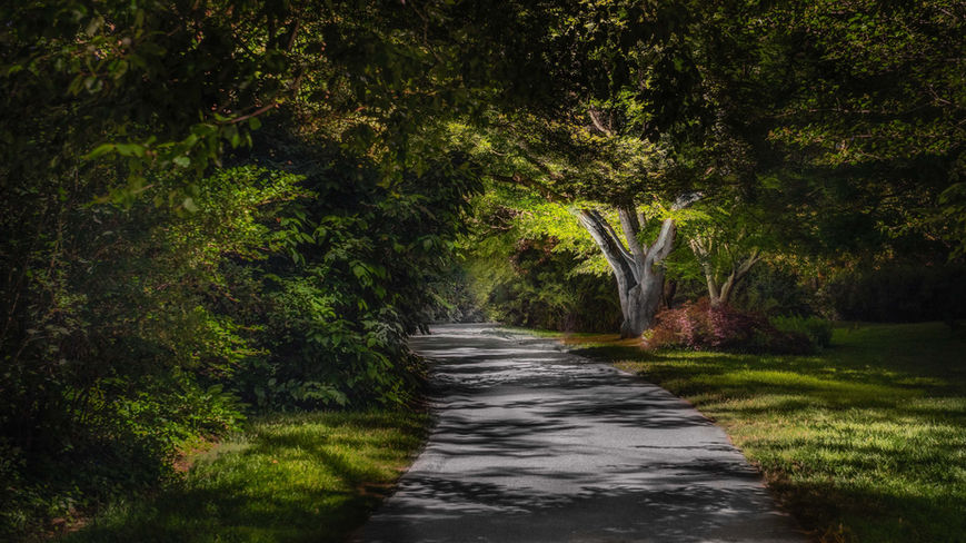 A paved path curves through a lush, green park with tall trees and sunlight filtering through the leaves onto the ground.